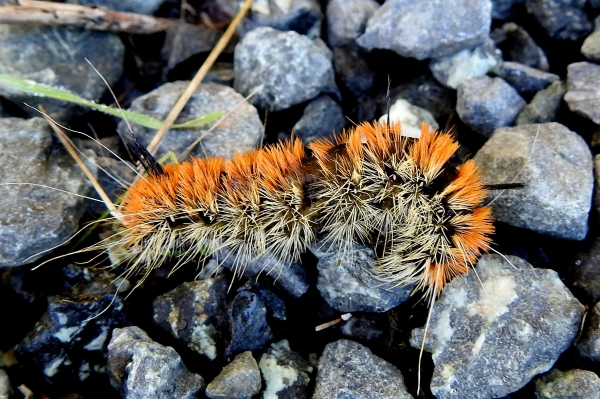 Photo of Acronicta insita by Val George